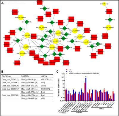 Age-related ceRNA networks in adult Drosophila ageing